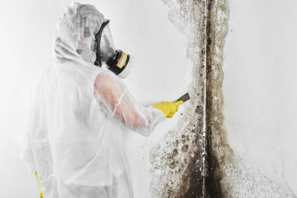Best Insurance-Related Mold Remediation in Hebron, IL