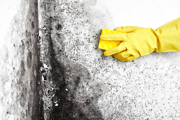Best Health and Safety Mold Remediation in Hebron, IL