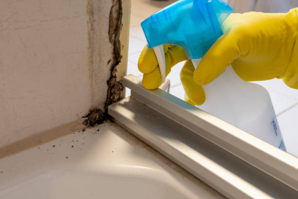 Best Crawl Space Mold Remediation in Hebron, IL