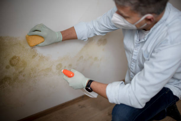 Best Emergency Mold Remediation in Hebron, IL