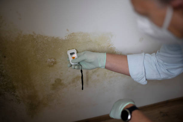 Best HVAC Mold Remediation in Hebron, IL